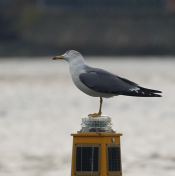 Black-tailed Gull Minatomirai Tue, 11/13/2018