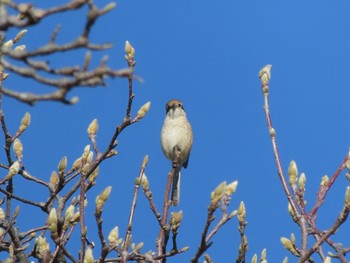 2024年1月28日(日) 群馬 早川の野鳥観察記録