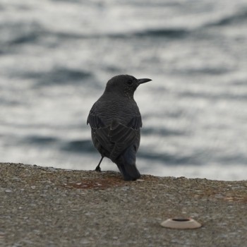 Blue Rock Thrush Minatomirai Tue, 11/13/2018