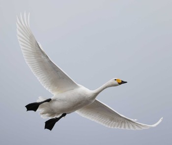 Tundra Swan 滋賀県湖北 Sun, 1/28/2024