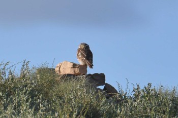 Little Owl 中央ゴビ Wed, 8/23/2023