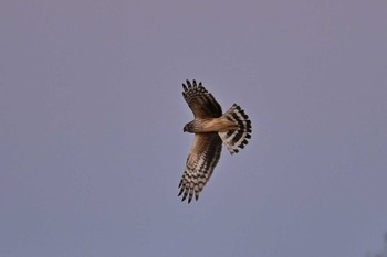 Hen Harrier Watarase Yusuichi (Wetland) Sat, 1/27/2024