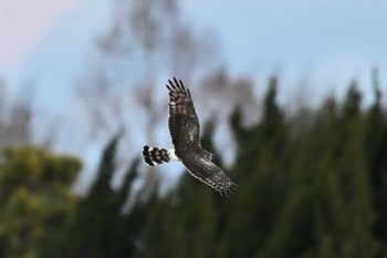 Hen Harrier Watarase Yusuichi (Wetland) Sat, 1/27/2024