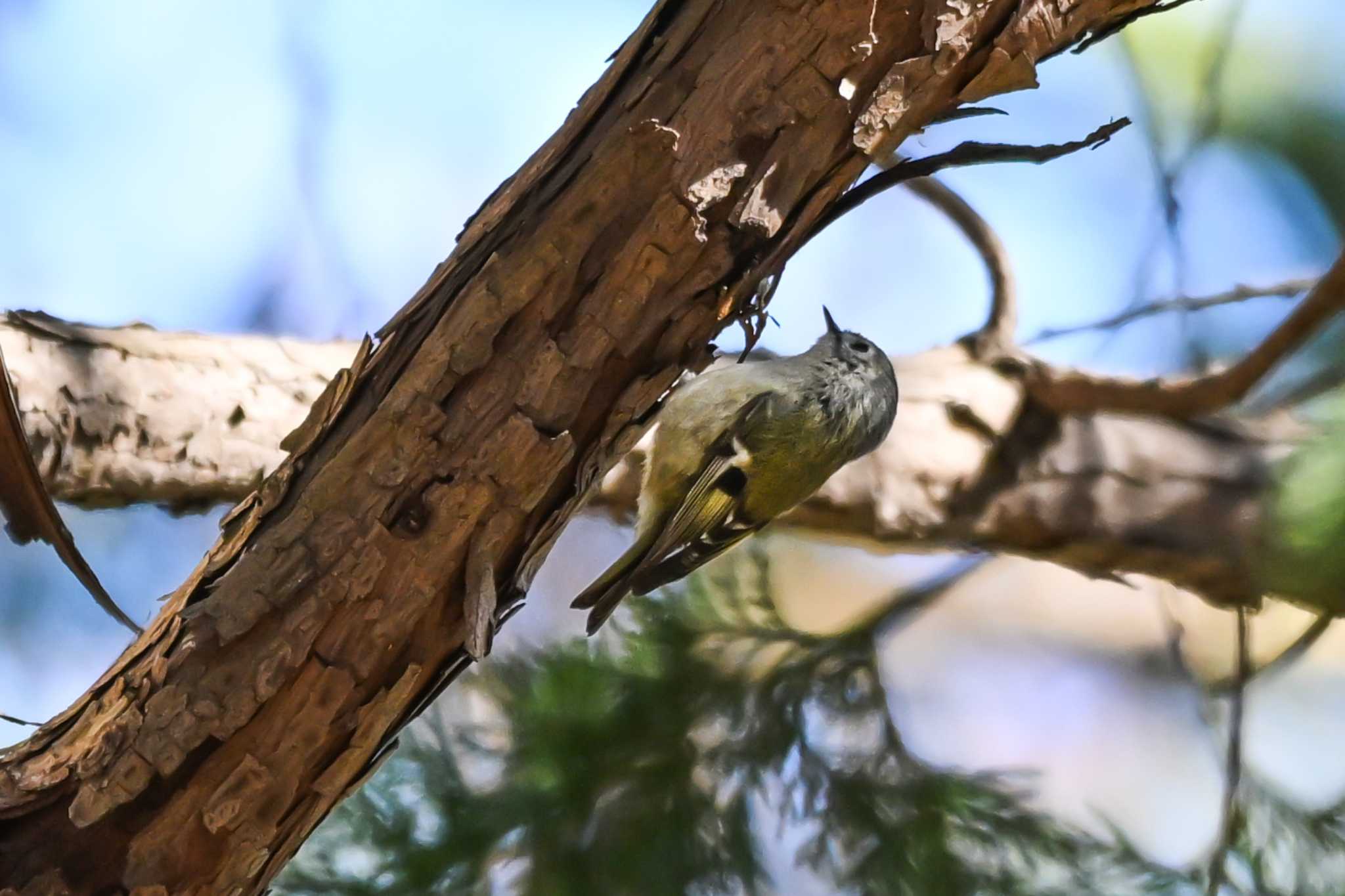 Photo of Goldcrest at 栃木県 by Yokai