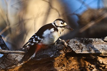Great Spotted Woodpecker Watarase Yusuichi (Wetland) Sat, 1/27/2024