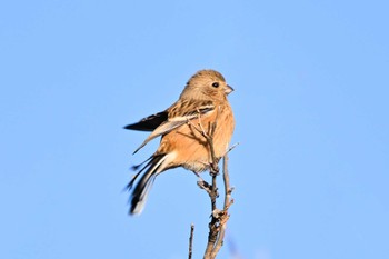 Siberian Long-tailed Rosefinch Watarase Yusuichi (Wetland) Sat, 1/27/2024