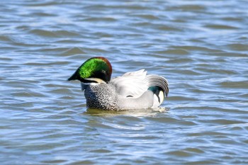 Falcated Duck Watarase Yusuichi (Wetland) Fri, 1/26/2024