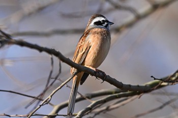 Meadow Bunting Watarase Yusuichi (Wetland) Sat, 1/27/2024