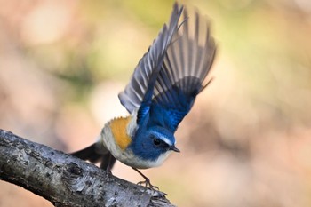 Red-flanked Bluetail 栃木県 Sat, 1/27/2024