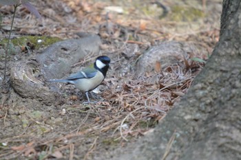 Japanese Tit 名古屋城 Sun, 1/28/2024