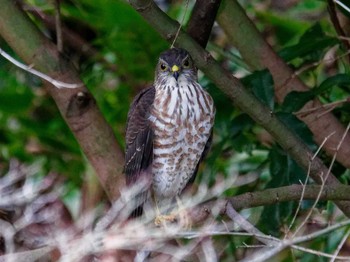 Japanese Sparrowhawk 横浜市立金沢自然公園 Sun, 1/28/2024