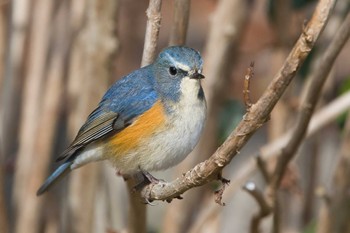 2024年1月28日(日) 馬見丘陵公園の野鳥観察記録