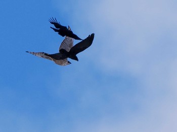 クマタカ 福井緑地(札幌市西区) 2024年1月28日(日)