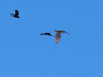 2024年1月28日(日) 福井緑地(札幌市西区)の野鳥観察記録