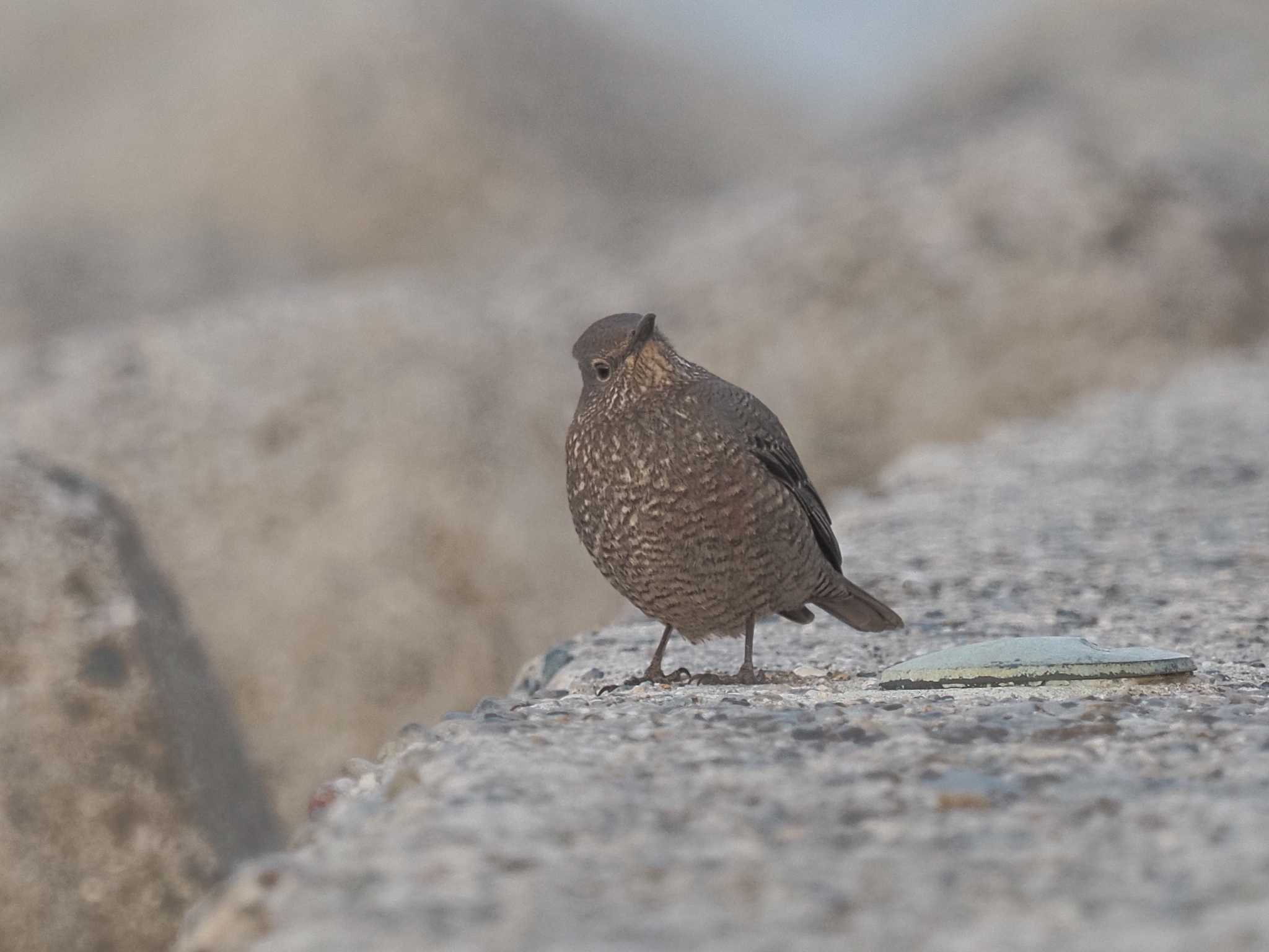 Photo of Blue Rock Thrush at 豊浜漁港(知多郡南知多町) by MaNu猫