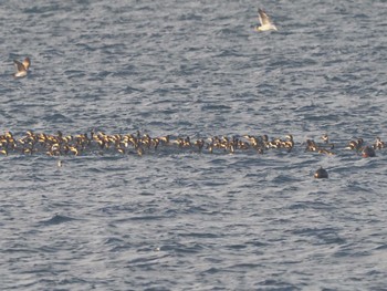 Sat, 1/27/2024 Birding report at 豊浜漁港(知多郡南知多町)