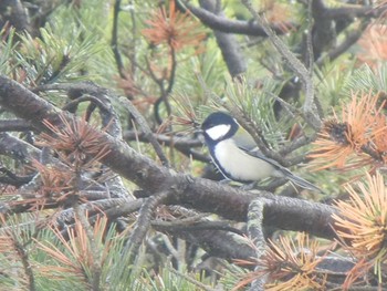 シジュウカラ あいの里公園 2018年11月13日(火)