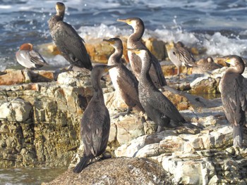 ウミウ 豊浜漁港(知多郡南知多町) 2024年1月27日(土)