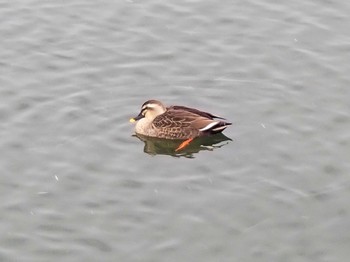 Eastern Spot-billed Duck 高松の池 Thu, 1/25/2024