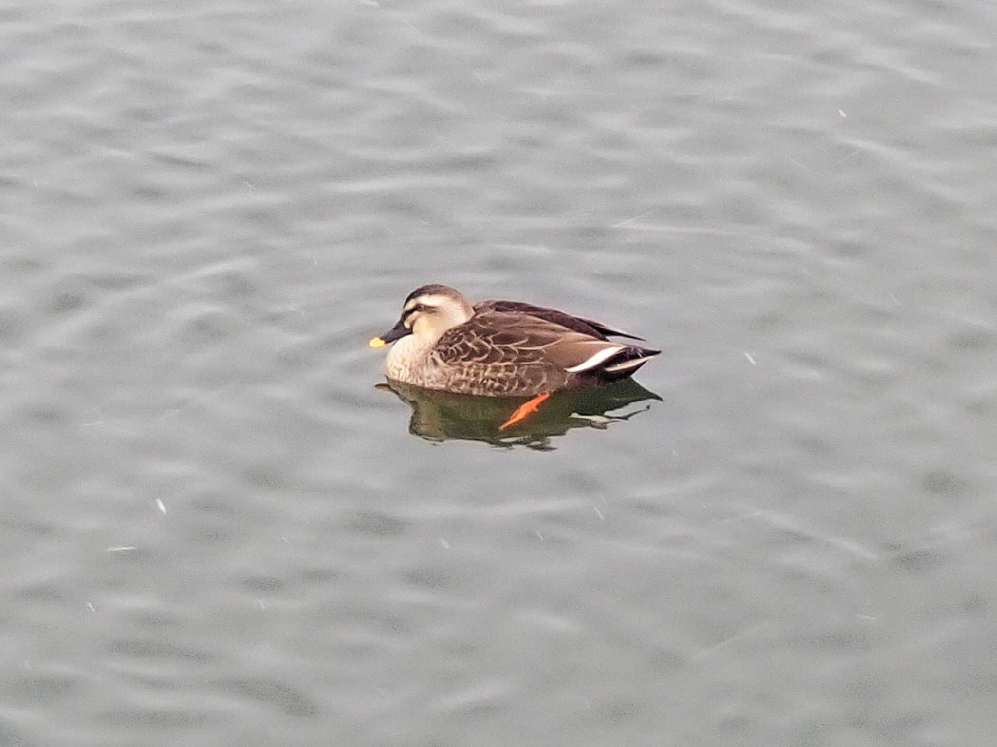 Eastern Spot-billed Duck