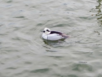 Smew 高松の池 Thu, 1/25/2024