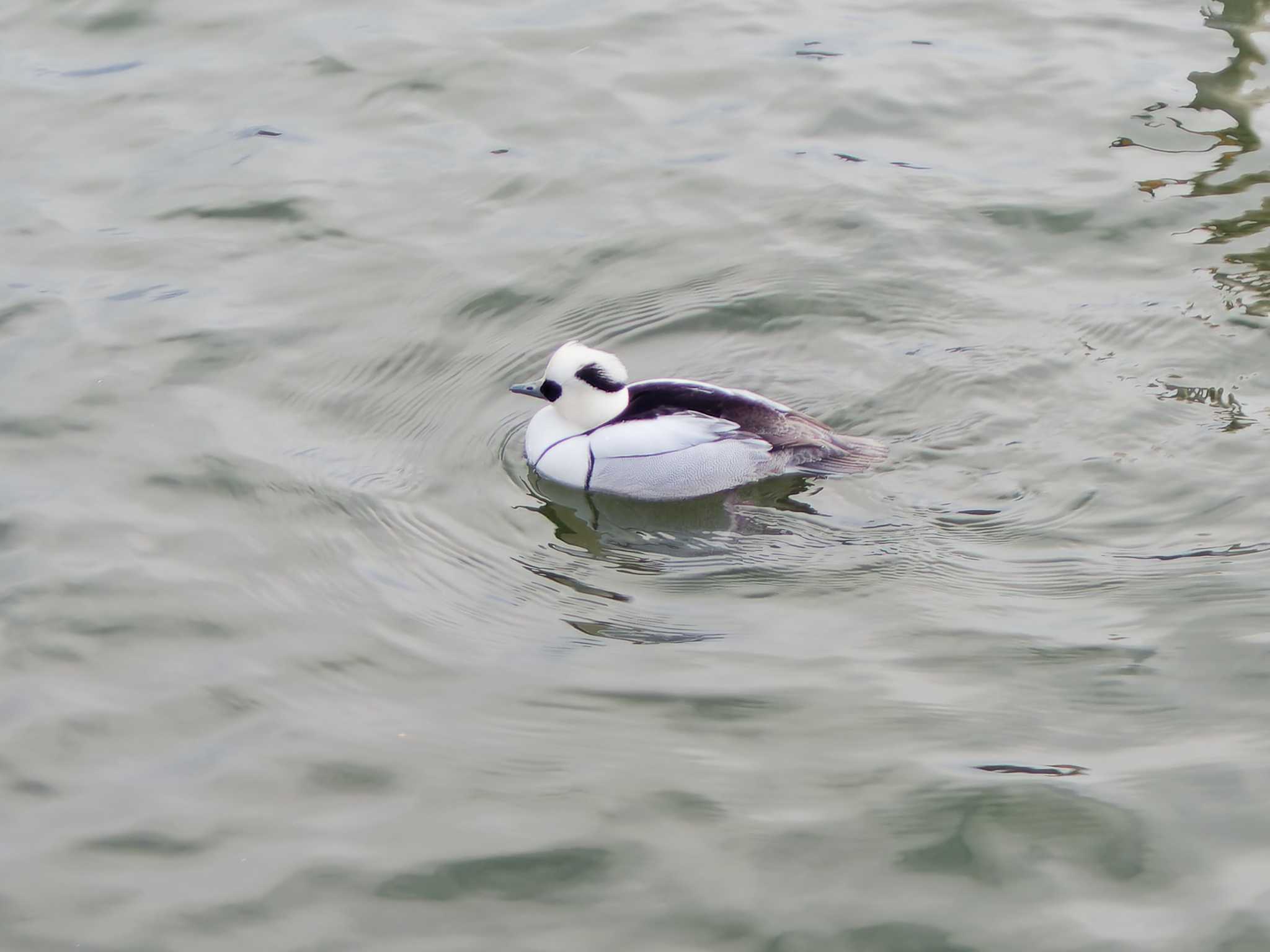 Photo of Smew at 高松の池 by ばくさん