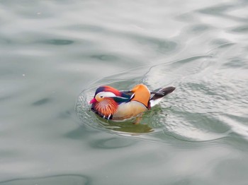 Mandarin Duck 高松の池 Thu, 1/25/2024