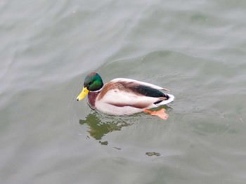 Mallard 高松の池 Thu, 1/25/2024