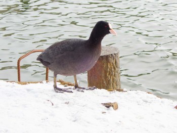 Eurasian Coot 高松の池 Thu, 1/25/2024