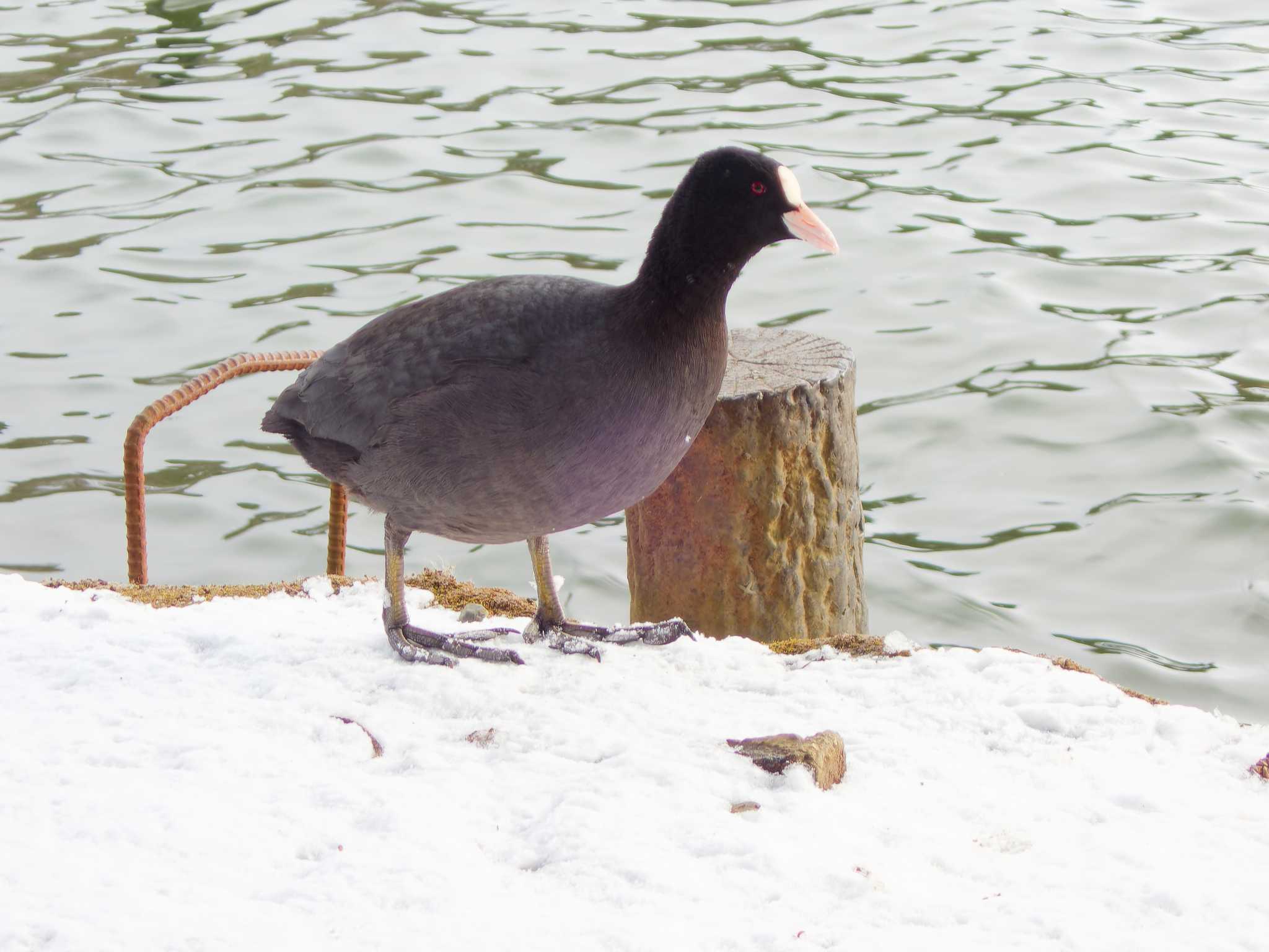 Eurasian Coot