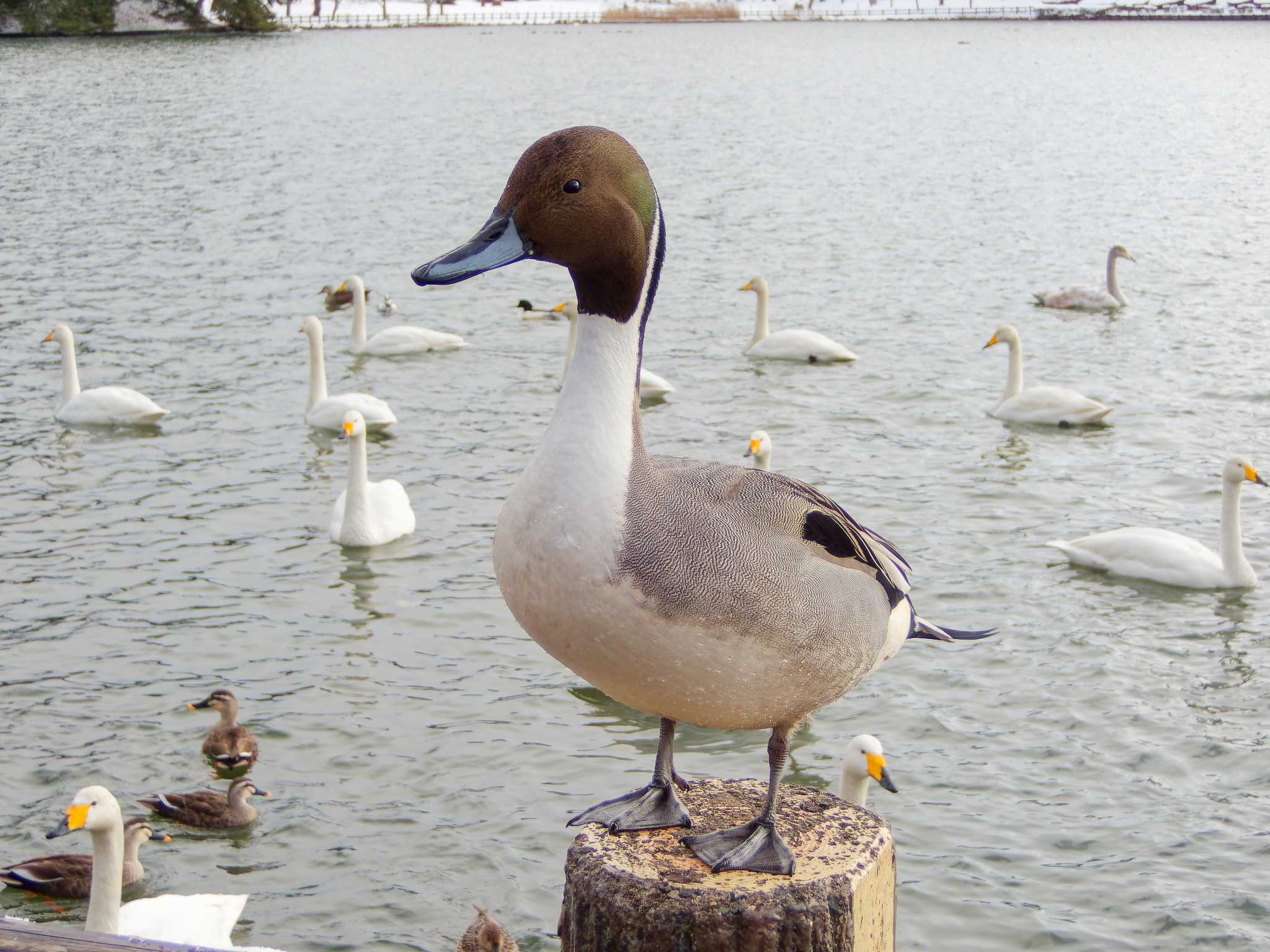 Photo of Northern Pintail at 高松の池 by ばくさん