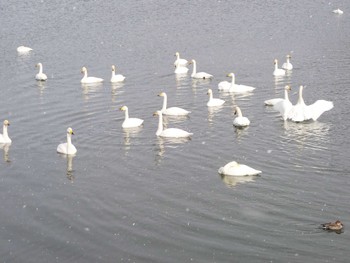 Whooper Swan 高松の池 Thu, 1/25/2024