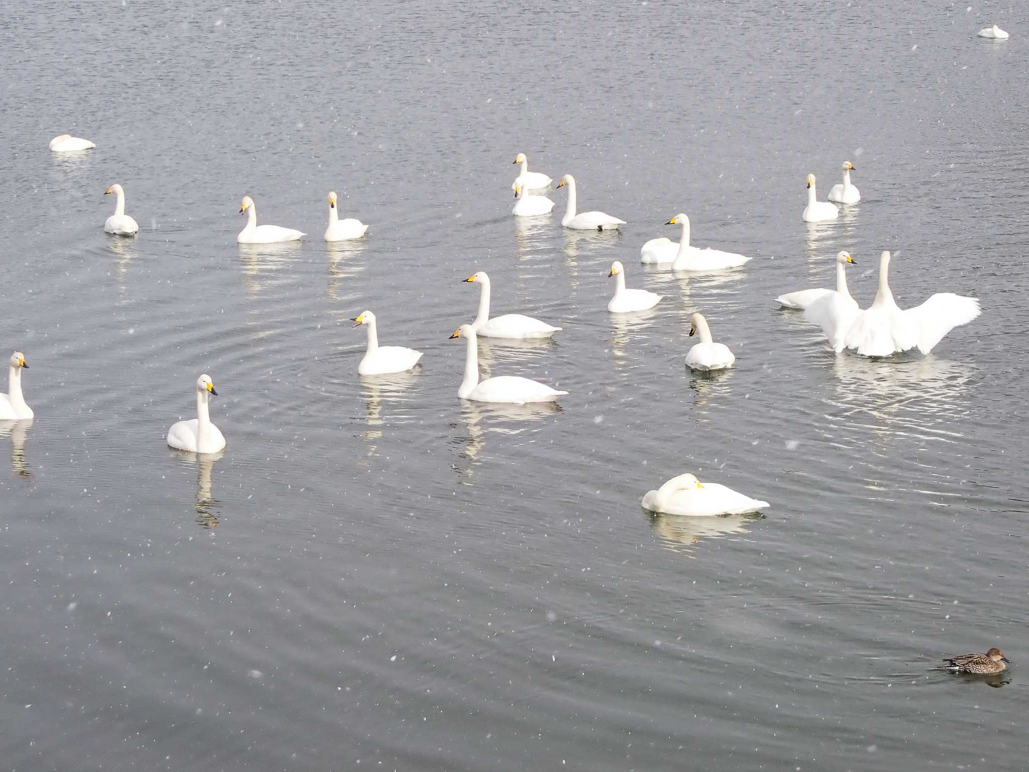 Photo of Whooper Swan at 高松の池 by ばくさん