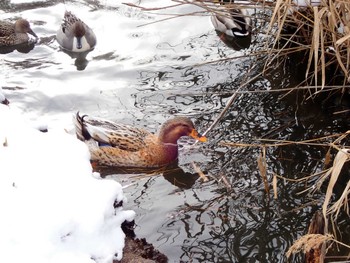 Mallard 高松の池 Thu, 1/25/2024