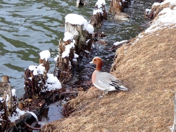 Eurasian Wigeon 高松の池 Thu, 1/25/2024