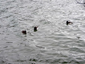 Tufted Duck 高松の池 Thu, 1/25/2024