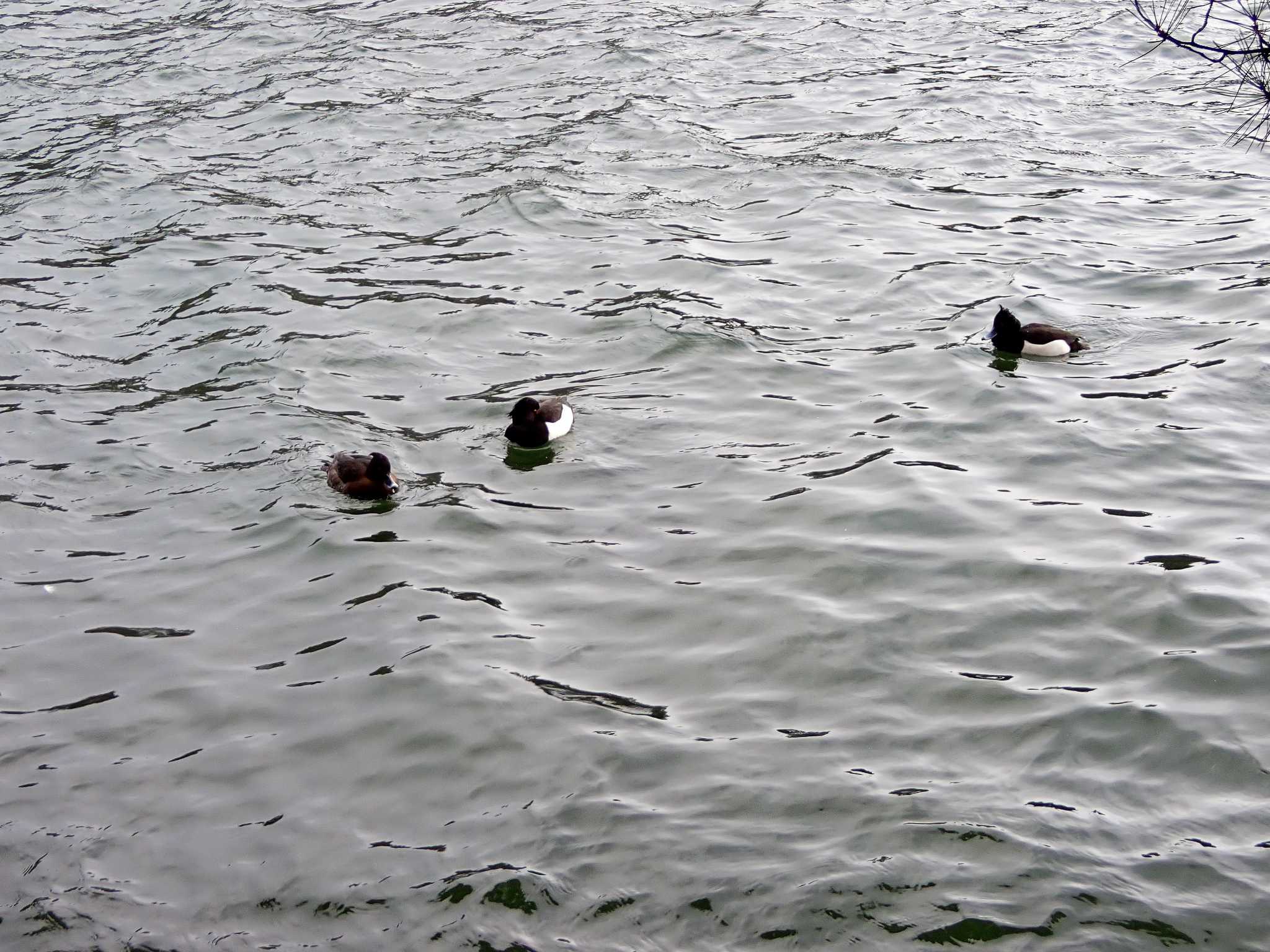 Photo of Tufted Duck at 高松の池 by ばくさん