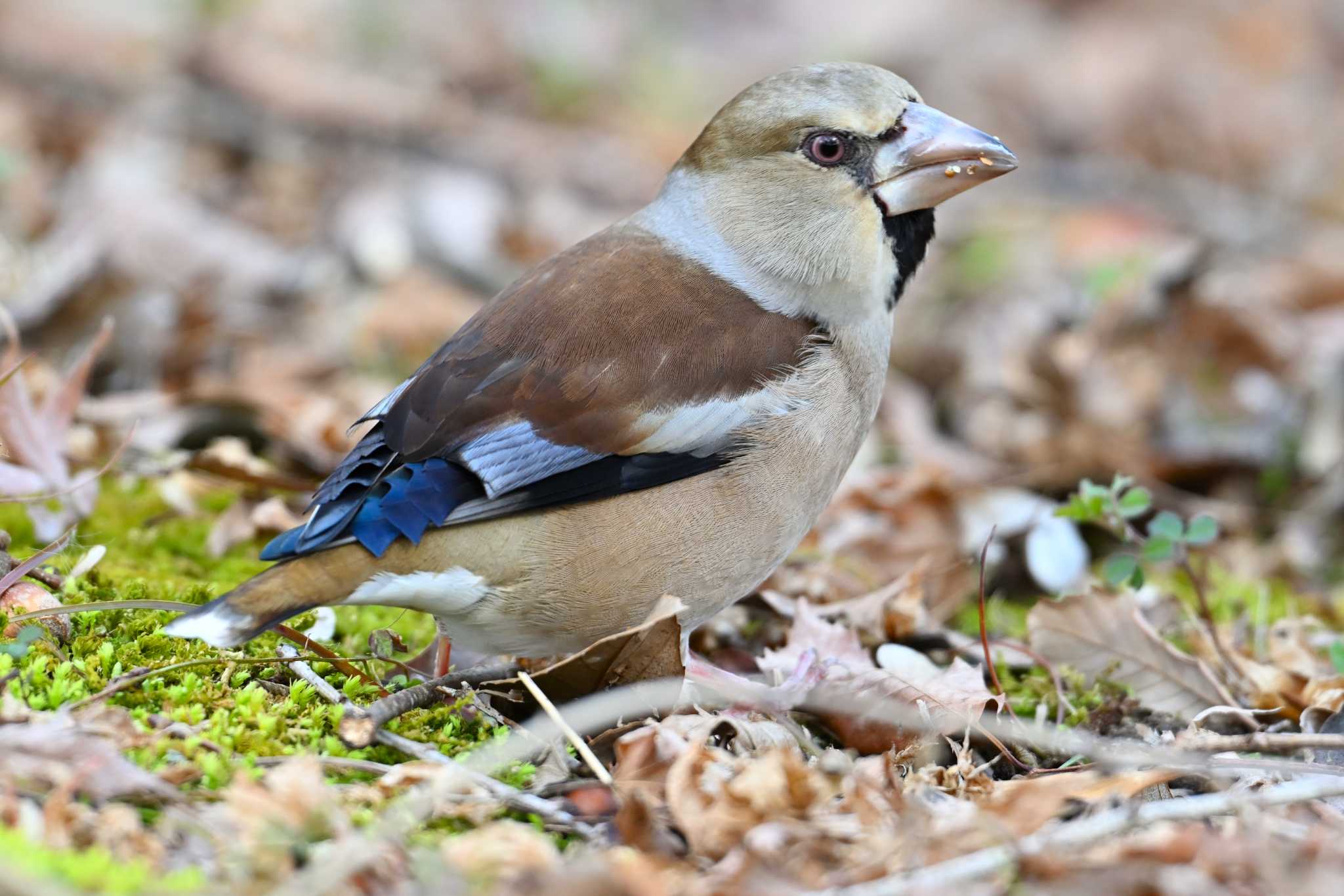 Hawfinch