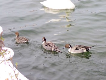 Northern Pintail 高松の池 Thu, 1/25/2024