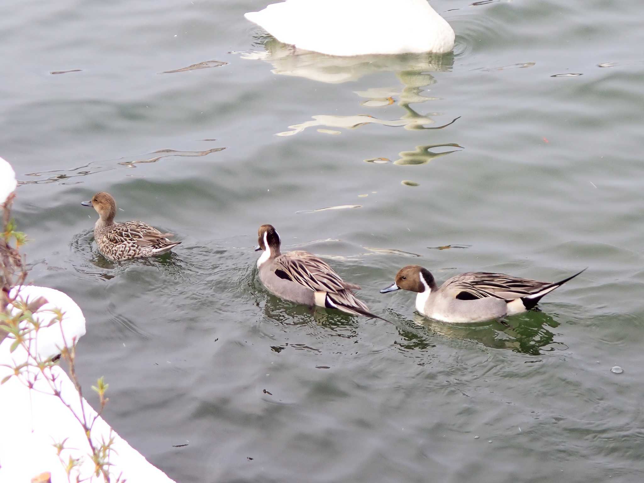 Photo of Northern Pintail at 高松の池 by ばくさん