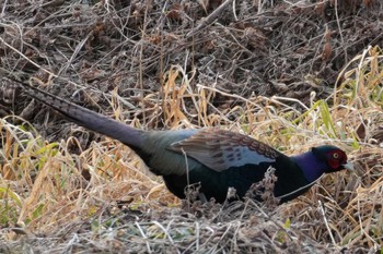 2024年1月28日(日) 多摩川の野鳥観察記録