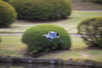 Grey Heron Shinjuku Gyoen National Garden Tue, 10/31/2023