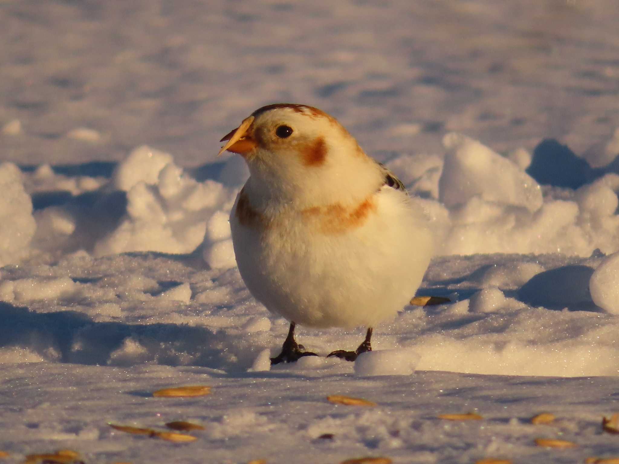 Snow Bunting