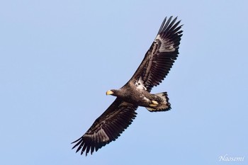 Steller's Sea Eagle 小川原湖(青森県) Sat, 1/27/2024