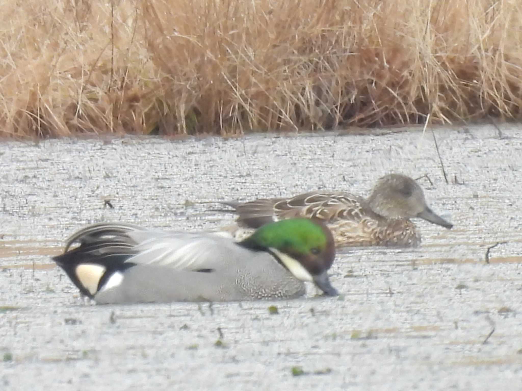 Falcated Duck