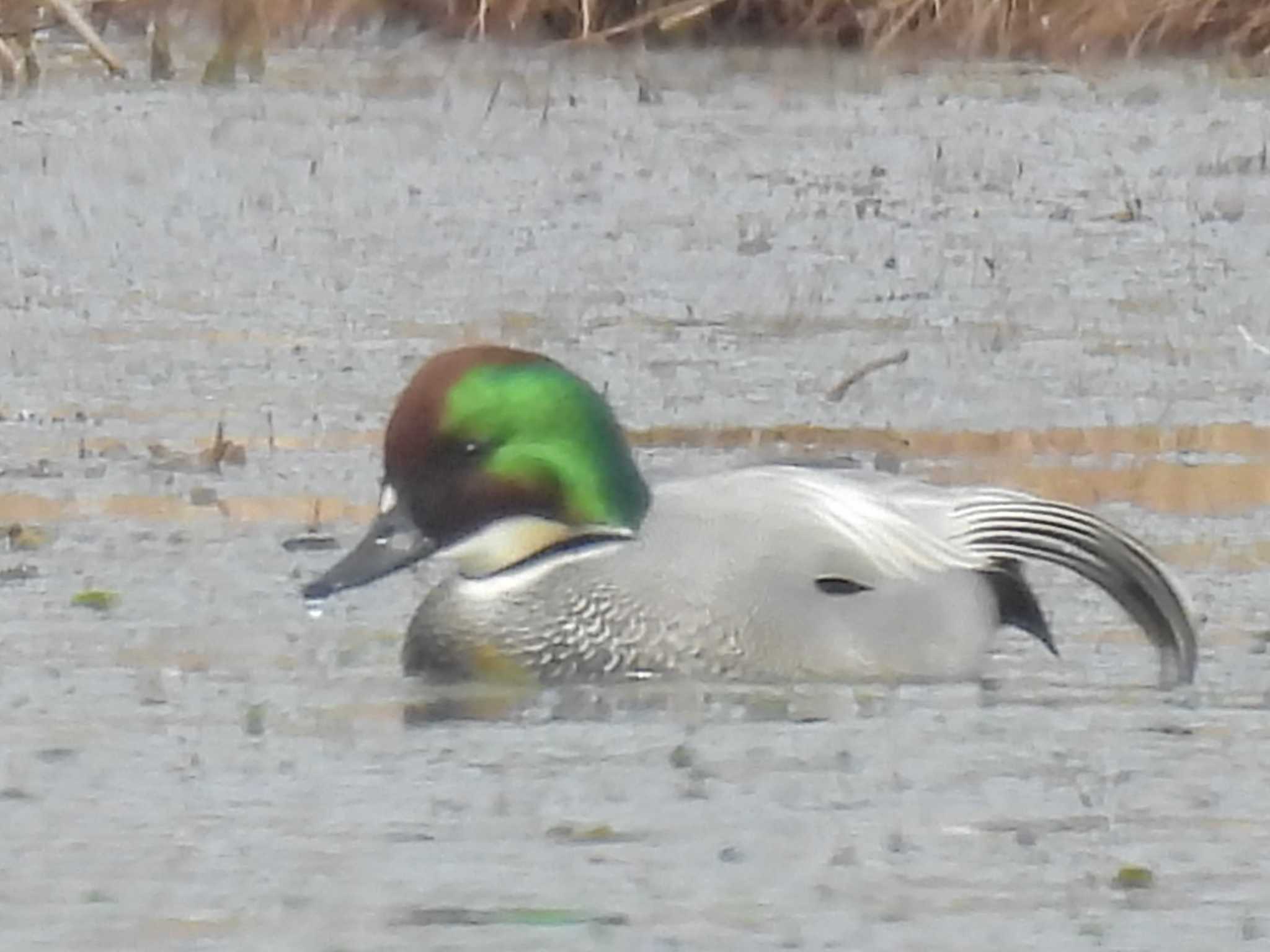 Falcated Duck