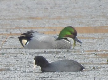 Falcated Duck 深泥池 Sun, 1/28/2024