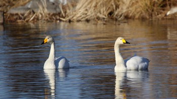 オオハクチョウ 大沼親水公園 2024年1月27日(土)