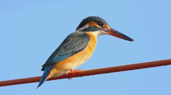 カワセミ 大沼親水公園 2024年1月27日(土)