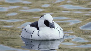 ミコアイサ 井頭公園 2024年1月28日(日)